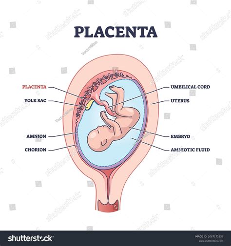 267 Amnion Images, Stock Photos, 3D objects, & Vectors | Shutterstock