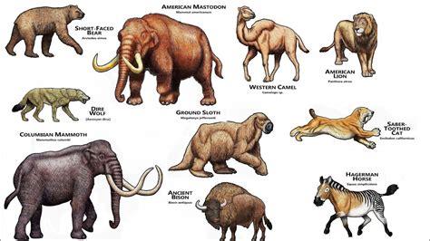 Megafauna, Extinction, North American, Lion Sculpture, Creatures, Animals, Animales, Animaux, Animal