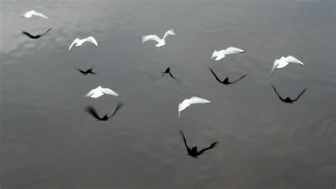 Free White birds flying Stock Photo - FreeImages.com