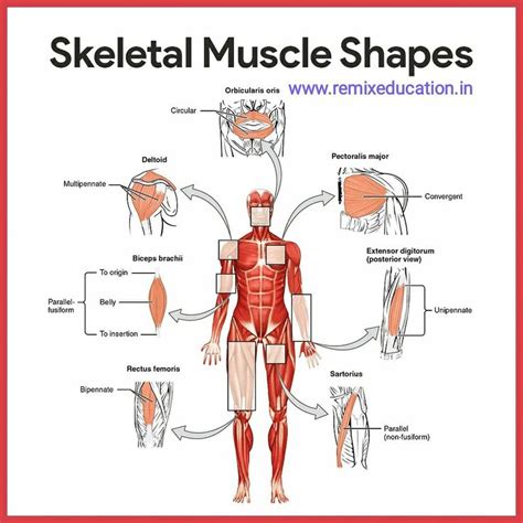 Skeletal muscle shapes- muscular system | Muscular system anatomy, Muscular system, Anatomy and ...