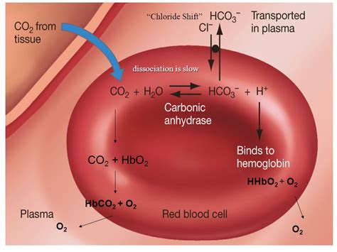 Chloride shift/Hamburger phenomenon