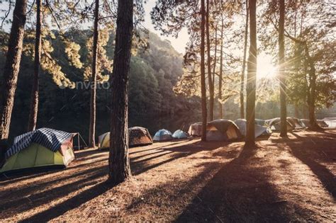 many tents are pitched up in the woods at sunset or dawn - stock photo ...