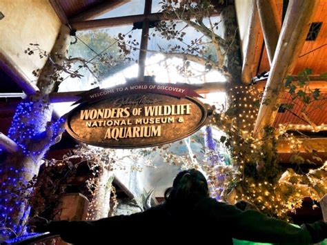 11+ Things to Do at Wonders Of Wildlife National Museum & Aquarium