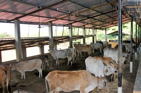 Cow Farming - Save Indian Cows | Save Cows | Donate to Save Cows