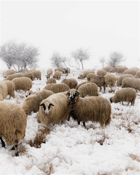 Katahdin Sheep Photos, Download The BEST Free Katahdin Sheep Stock ...