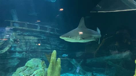 Aquarium at Moody Gardens - Galveston, TX : r/sharks