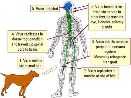 Rabies