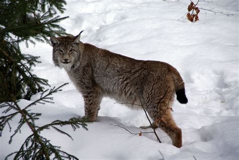 The Eurasian lynx | Read about the hunt here