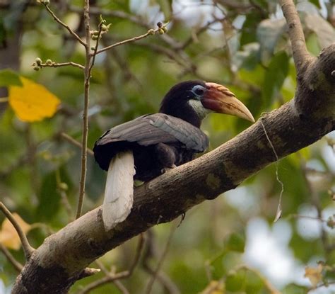 Narcondam Hornbill | IUCN Hornbill Specialist Group