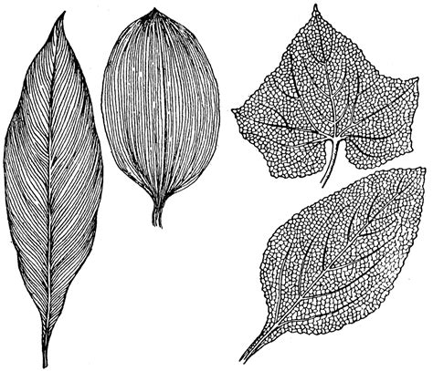 Leaf Veins | ClipArt ETC