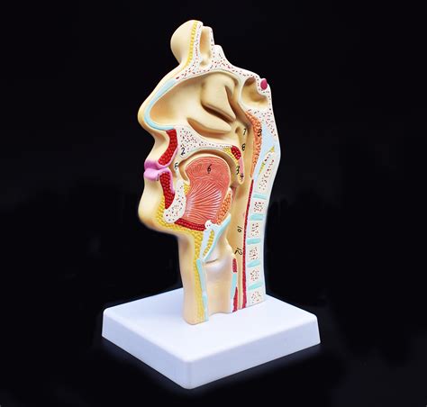 Human Anatomical Nasal Cavity Throat Anatomy Medical Model For Science ...