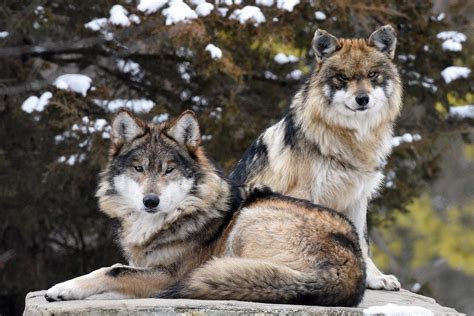 Brookfield Zoo to Establish New Pack of Endangered Mexican Wolves | Chicago News | WTTW