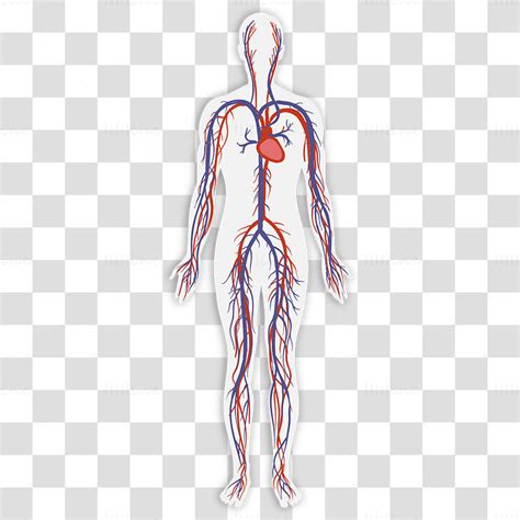 Adult circulatory system vector illustration