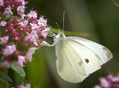 Small white | Small white (Pieris rapae) butterfly sipping n… | Flickr