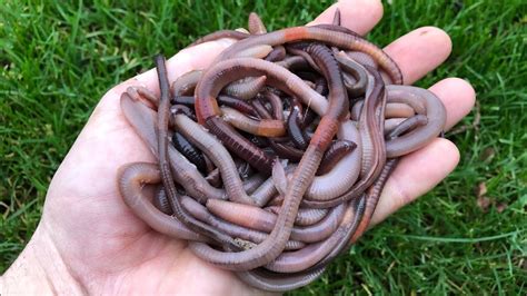 How to catch Earthworms for fishing - No tools needed!! - YouTube