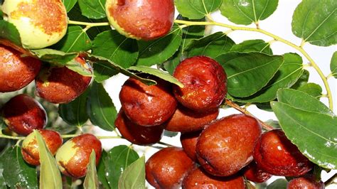 Jujube Fruit and Its Benefits