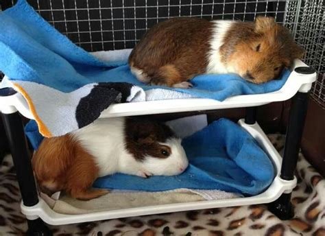 Diy Guinea Pig Bed / Diy Guinea Pig Fleece House Guineapigfans Youtube ...