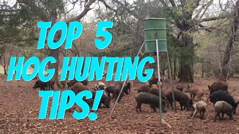 TOP 5 HOG HUNTING TIPS! - YouTube