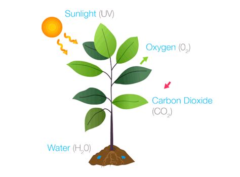 Nabil F. on LinkedIn: Green plants turn water and carbon dioxide into food using light from the…