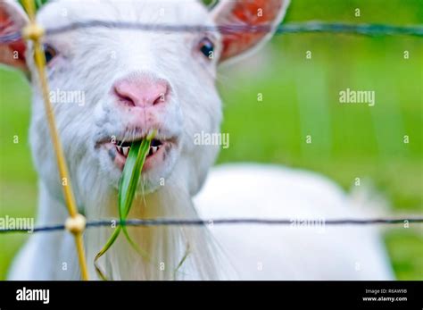 Goat teeth hi-res stock photography and images - Alamy