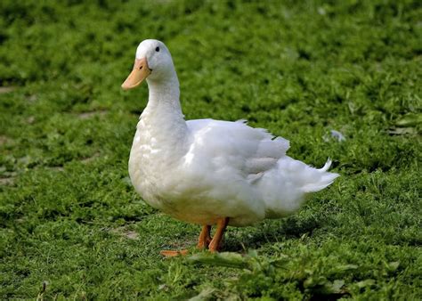 Aylesbury Ducks - The Ultimate Duck Breed Guide