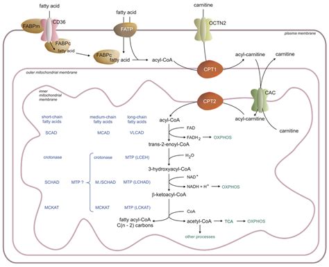 IJMS | Free Full-Text | The Physiological and Pathological Role of Acyl ...