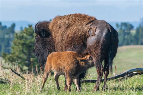 American Bison Calving Season in the Black Hills | by Randy Runtsch ...