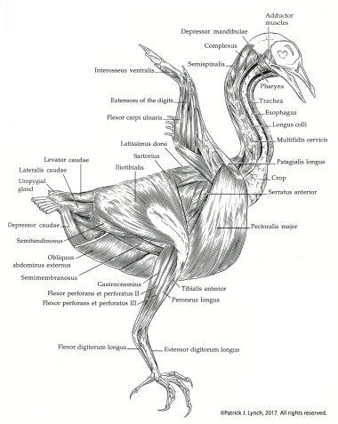 pigeon-muscles-cropped | Vögel zeichnen, Anatomie, Bücher