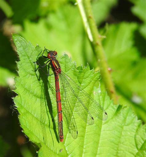 Large Red Damselfly DSCN6471 | Many thanks to you ALL for th… | Flickr