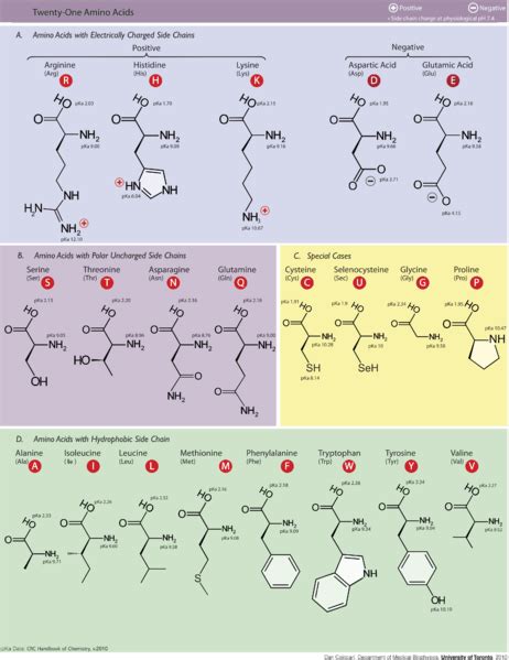 Hydrophobic amino acids polar or nonpolar - divinenaxre