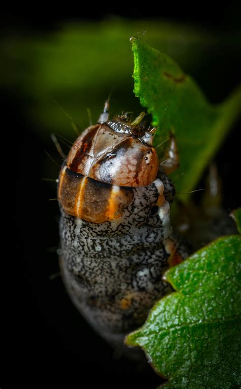 Green Caterpillar · Free Stock Photo