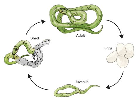 Rattlesnake Life Cycle Stages