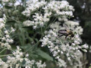 How to Grow Boneset Plant | Boneset Plant Care