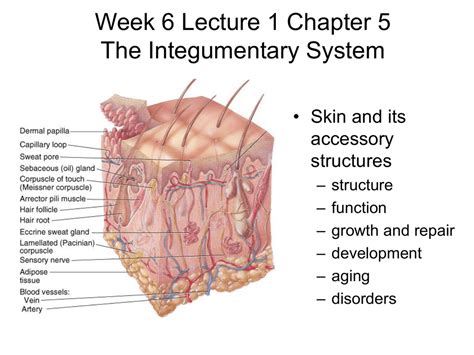 INTEGUMENTARY