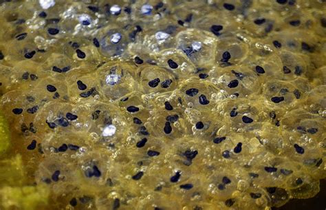 Tadpole Eggs Photograph by Brian Stevens