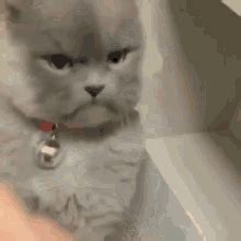 Grumpy Cat No GIFs | Tenor