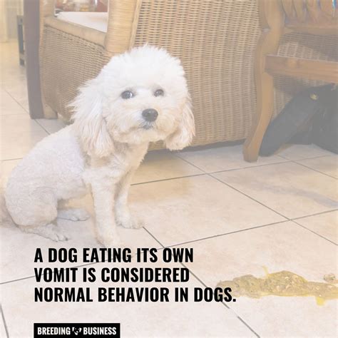 Should You Let Your Dog Eat Their Vomit – And Why!