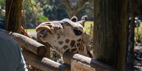 Photo gallery of Brevard Zoo; #1 ranked zoo in Southeast US.