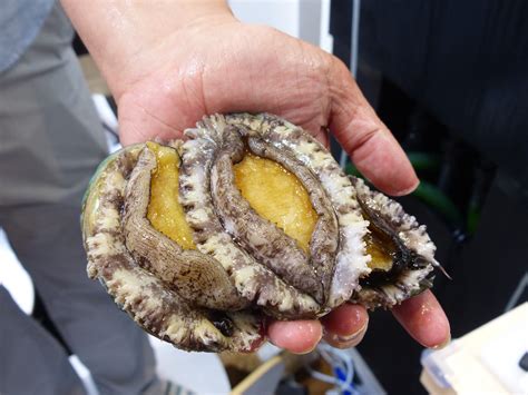 Korean Abalone: Farming a Better Future | by WWF HK | Panda blog @WWF-Hong Kong | Medium