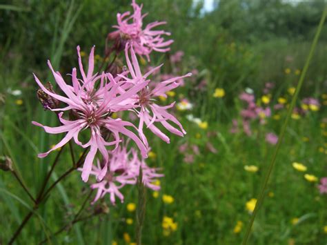 Ragged-robin (Lychnis flos-cuculi) – Plantlife Shop