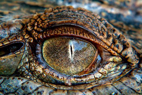 Eye of the Crocodile | Kelvin Marshall Nature & Wildlife Photography