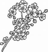 Cherry Tree Coloring Page sketch template