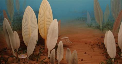 Cambrian-Aged Ediacaran Organism Reconfirms Explosiveness of the Cambrian Explosion | Evolution News