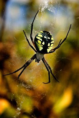 Yellow Garden Spider | LoveToKnow