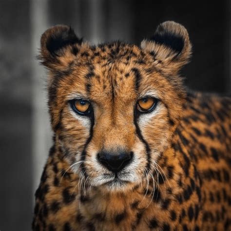 22+ Thousand Cheetah Face Royalty-Free Images, Stock Photos & Pictures | Shutterstock