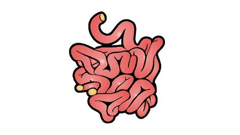 Intestines Drawing | Free download on ClipArtMag