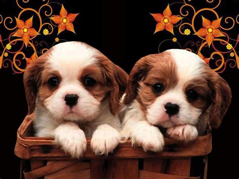 Christmas Puppies Wallpapers Free - WallpaperSafari