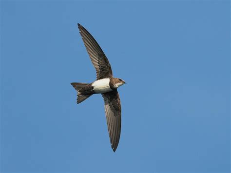 Alpine Swift Bird Facts (Tachymarptis melba) | Bird Fact