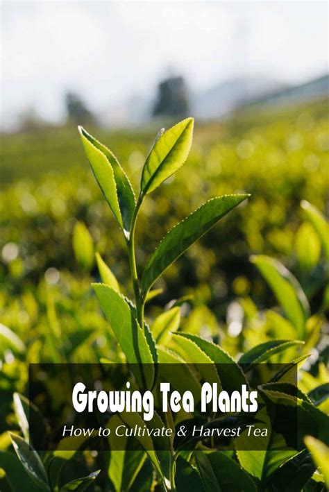 Growing Tea Plants: How to Cultivate & Harvest Tea by Merly Blackstone ...