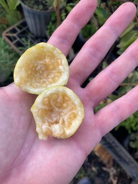 Lemon Guava Seeds- Psidium littorale – Green Planet Farm